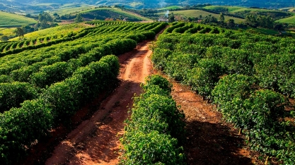 Produção de café deve subir 9,6% em 2022, para 53,7 milhões de sacas