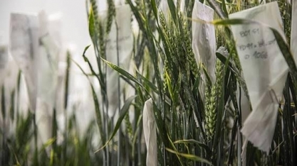 Guerra e seca atingem colheitas e Argentina aposta no trigo transgênico