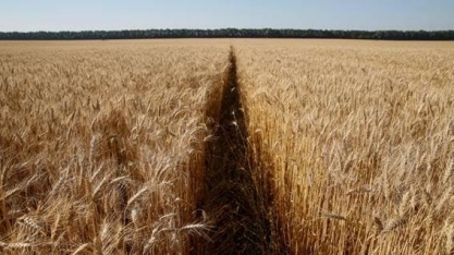 Trigo é o fato novo na agricultura brasileira, diz representante do setor