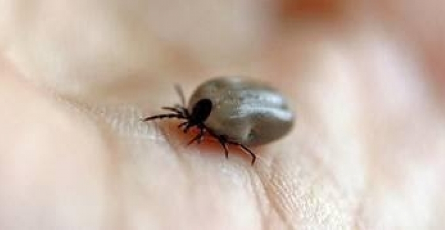 Por que a pecuária gasta R$ 15 bilhões por ano contra os carrapatos