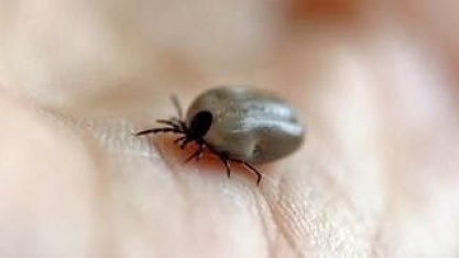 Por que a pecuária gasta R$ 15 bilhões por ano contra os carrapatos