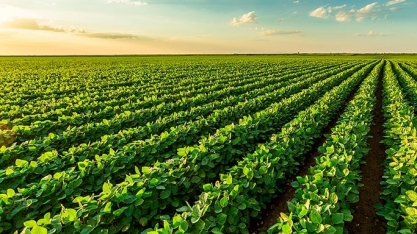 Dez municípios têm 9% de todo o valor da produção agrícola brasileira