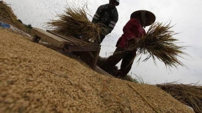 Produção mundial de arroz cai pela 1ª vez em seis anos