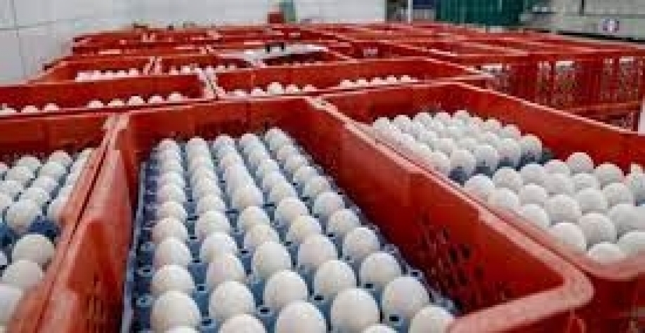 Ovos: Receita com exportação em agosto cresce 20,5% ante agosto/21