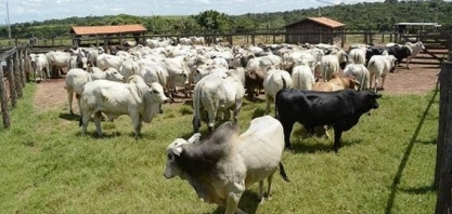 Fazenda sustentável deve ter pasto com gado “cada vez mais verde”