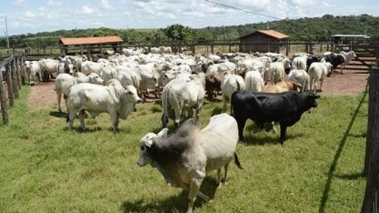 Fazenda sustentável deve ter pasto com gado “cada vez mais verde”