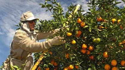 Setor de laranja foi o que mais emprego em São Paulo no mês de julho