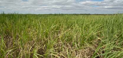 Cana do Centro-Sul deve ser mais produtiva nesta safra e na próxima