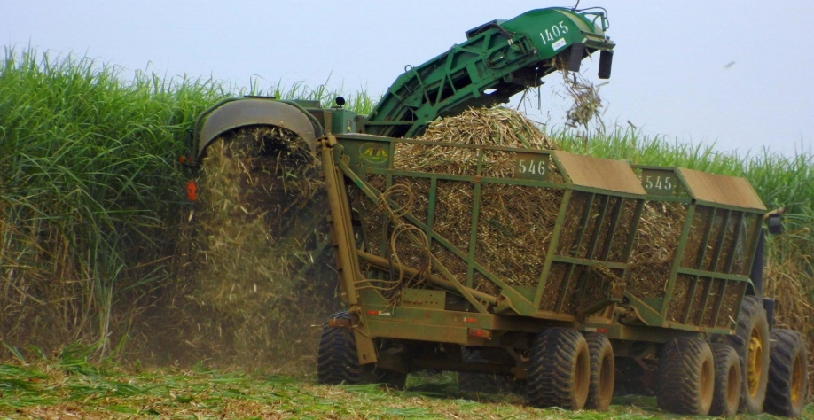 Safra de cana do Centro-Sul deve crescer em 2023/24