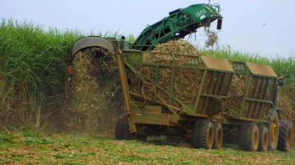 Safra de cana do Centro-Sul deve crescer em 2023/24