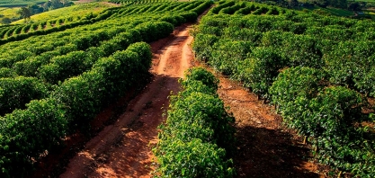 Café: Muita calma nessa hora – Por Marcelo Fraga Moreira