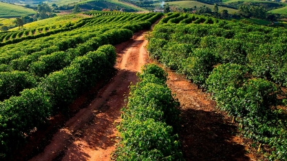 Café: Muita calma nessa hora – Por Marcelo Fraga Moreira