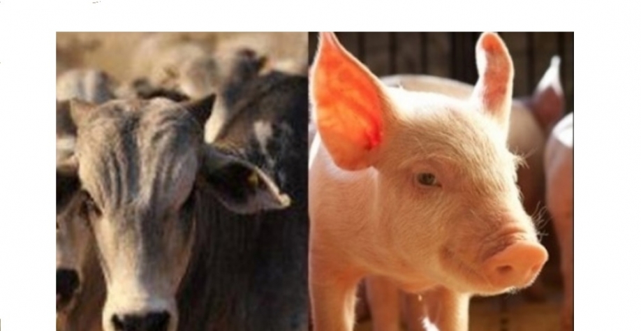 Brasil tem recorde mensal de exportação das carnes suína e bovina em agosto