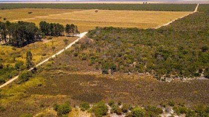 Desmatamento do cerrado cresce 15% no trimestre, mostra novo sistema