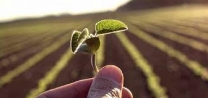  Soja: Plantio começa com chuva irregular; La Niña é alerta para o Sul