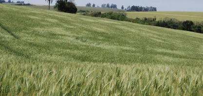 Trigo/RS: Safra evolui bem e lavouras não foram afetadas por geadas