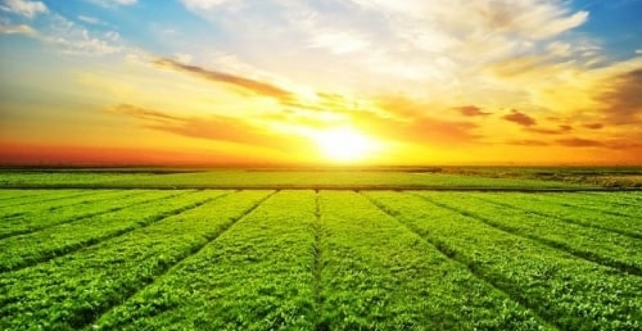 Agro brasileiro produz mais uma safra recorde de grãos, diz Conab