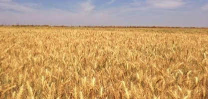 Brasil tem potencial para ser uma Arábia Saudita dos alimentos