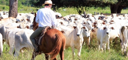 Boi: Análise Conjuntural Agromensal Agosto/22 do Cepea/Esalq/USP