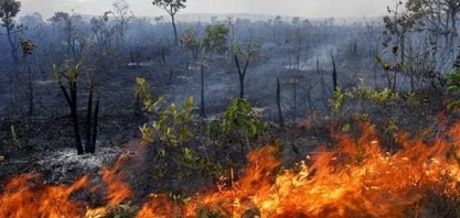 O Cerrado grita por socorro – Por Raisa Pina