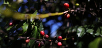 Café: Importante cooperativa confirma a quebra da safra 22/23