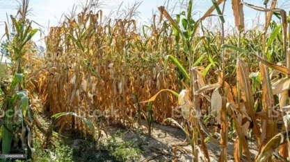 França espera que safra de milho afetada pela seca atinja mínima de 32 anos