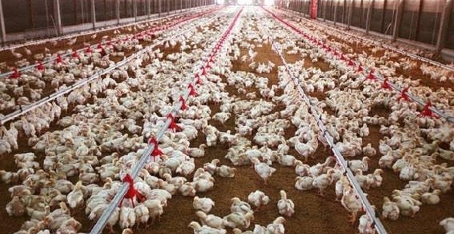 Exportação de frango bate recorde de US$ 922,1 milhões em agosto