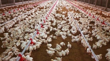 Exportação de frango bate recorde de US$ 922,1 milhões em agosto