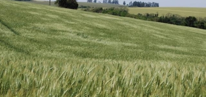Trigo: Análise Conjuntural Agromensal Setembro/22 Cepea/Esalq/USP