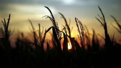  Colheita de trigo deve recuar 83% na Argentina após seca