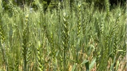 Brasil buscará trigo nos EUA, Canadá e Rússia após quebra na Argentina 