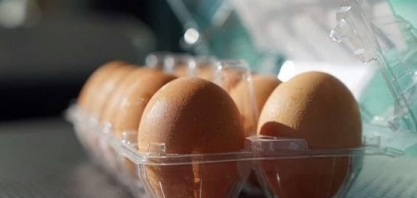 Receita com exportação de ovos em setembro cresce 12,3%, para US$ 1,663 mi