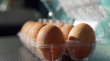 Receita com exportação de ovos em setembro cresce 12,3%, para US$ 1,663 mi
