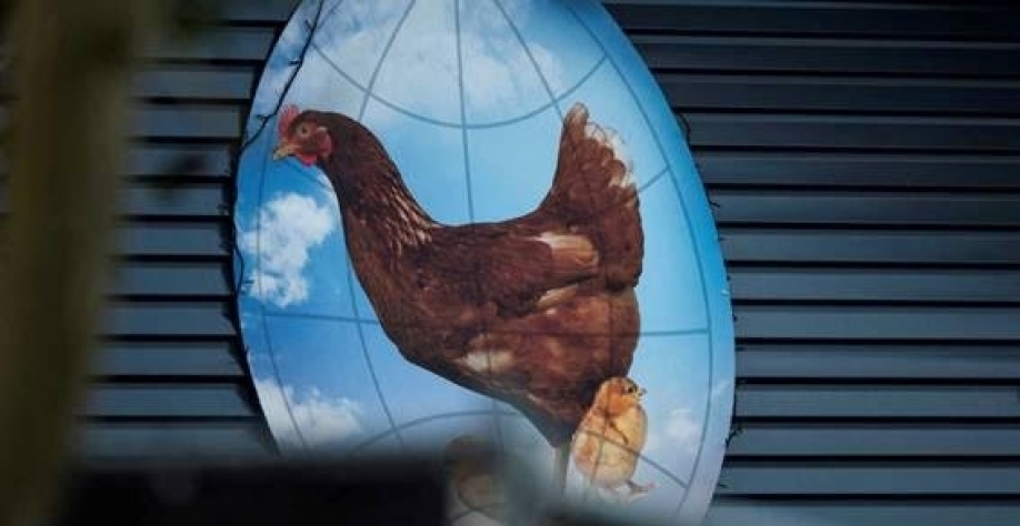 Legenda: Quase 6 milhões de aves já foram abatidas na Holanda (Imagem: REUTERS/Marco De Swart)