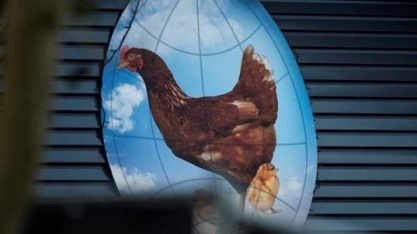 Holanda abate mais 300 mil frangos por epidemia de gripe aviária
