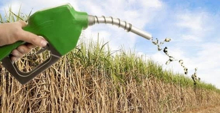 O protagonismo da cana-de-açúcar - Por Daniel Guimarães