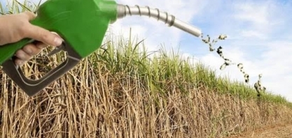 O protagonismo da cana-de-açúcar - Por Daniel Guimarães