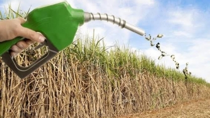 O protagonismo da cana-de-açúcar - Por Daniel Guimarães