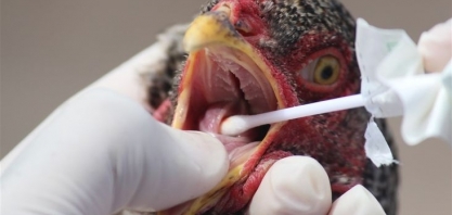 EUA se aproximam do recorde de mortes de aves por gripe aviária