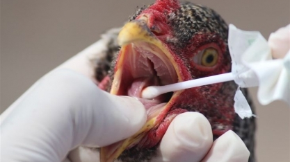 EUA se aproximam do recorde de mortes de aves por gripe aviária