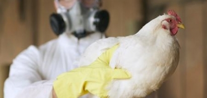 Gripe aviária ainda castiga EUA