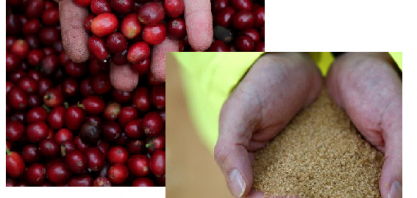 Preços do café arábica sobem; açúcar bruto avança quase 3%