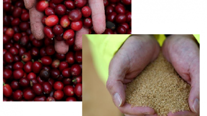 Preços do café arábica sobem; açúcar bruto avança quase 3%
