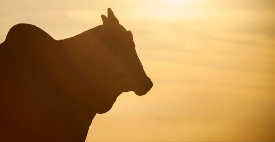 Silhueta de nelore. Bovino originário da Índia e raça que representa 85% do gado de corte brasileiro | Foto: Shutterstock