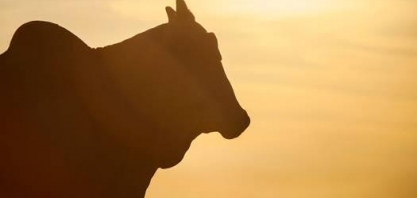 Mais boi, menos pasto e mais picanha – Por Evaristo de Miranda