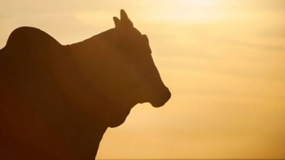 Mais boi, menos pasto e mais picanha – Por Evaristo de Miranda