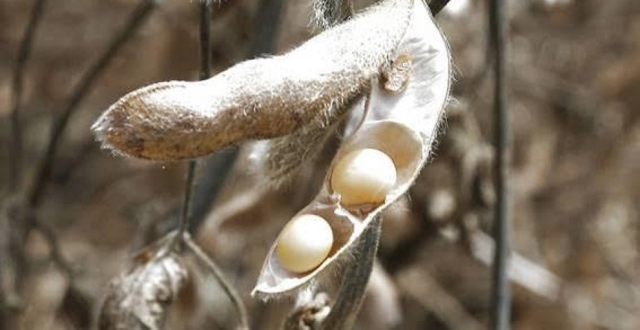 Legenda: Grãos de soja em propriedade no DF - Lucio Tavora - 18.fev.22/Xinhua