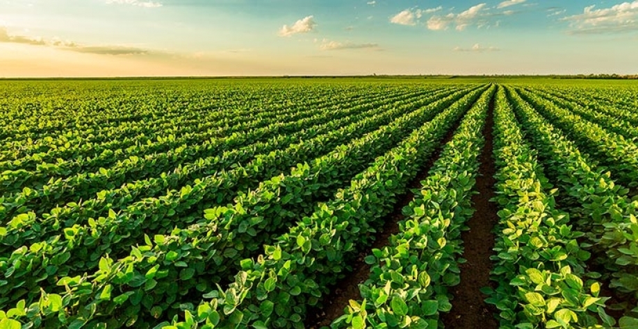 O martelo batido que afeta as multinacionais do agronegócio