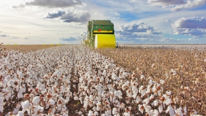 Algodão: Produção global deve somar 24,98% mi de t em 2022/23