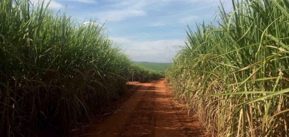 Cana: Centro-Sul processa 25,29% mi/t na 2ª quinzena de setembro, -29,73% 